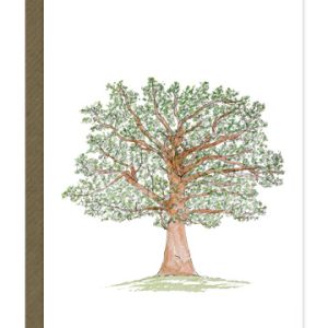 Illustrated Cards - Oak Tree