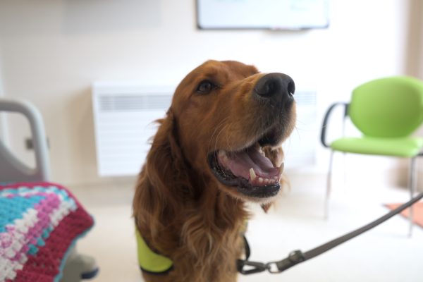 Nuda therapy dog